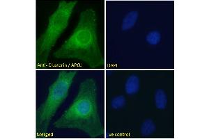 ABIN185475 Immunofluorescence analysis of paraformaldehyde fixed HeLa cells, permeabilized with 0. (Clusterin anticorps  (C-Term))