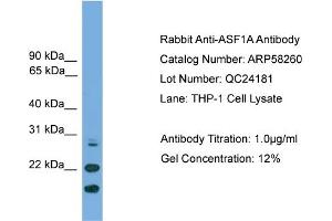 WB Suggested Anti-ASF1A  Antibody Titration: 0. (ASF1A anticorps  (N-Term))