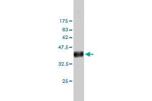 Western Blot detection against Immunogen (36. (IQGAP1 anticorps  (AA 611-710))