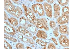 Formalin-fixed, paraffin-embedded human Kidney stained with MTAP Mouse Monoclonal Antibody (MTAP/1813). (MTAP anticorps  (AA 97-196))