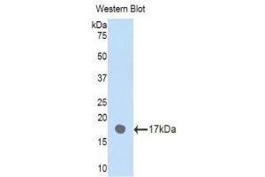 Western Blotting (WB) image for anti-Plexin B1 (PLXNB1) (AA 47-126) antibody (ABIN1860269) (PLXNB1 anticorps  (AA 47-126))