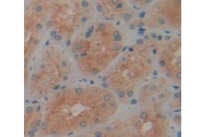 Figure. (REXO2 anticorps  (AA 41-213))