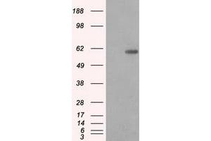 Image no. 2 for anti-Protein Phosphatase 5, Catalytic Subunit (PPP5C) antibody (ABIN1500393) (PP5 anticorps)