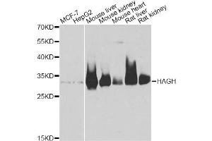 Western blot analysis of extracts of various cell lines, using HAGH antibody. (HAGH anticorps)