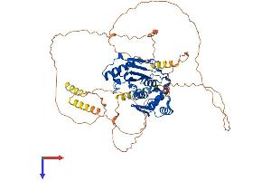 AlphaFold protein structure predicition of Human Recombinant SENP2 Protein, UniprotID Q9HC62