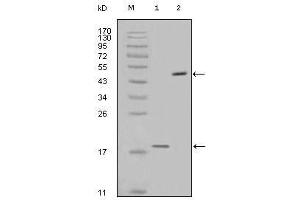 Western Blot showing survivin antibody used against full-length survivin recombinant protein (1) and full-length survivin-GFP transfected Cos7 cell lysate (2). (Survivin anticorps)