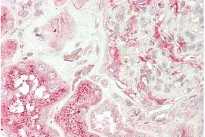 ABIN768594 (5µg/ml) staining of paraffin embedded Human Kidney. (UNC13B anticorps  (Internal Region))