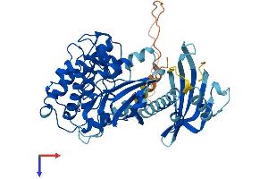 AlphaFold protein structure predicition of Human Recombinant CAMK2A Protein, UniprotID Q9UQM7