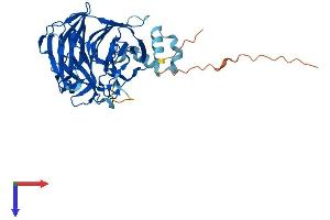 AlphaFold protein structure predicition of Human Recombinant KLHDC2 Protein, UniprotID Q9Y2U9