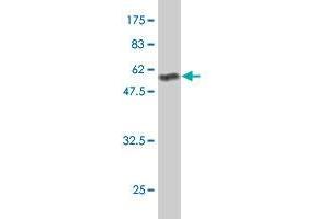 Western Blot detection against Immunogen (60.