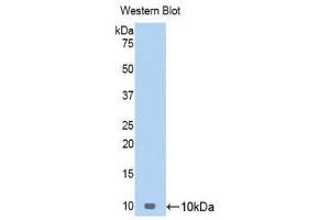 Western Blotting (WB) image for anti-Chemokine (C-C Motif) Ligand 17 (CCL17) (AA 24-94) antibody (ABIN1174779) (CCL17 anticorps  (AA 24-94))