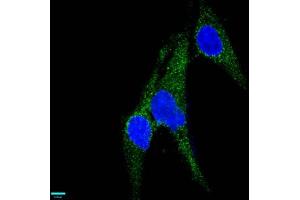 Immunofluorescence staining of U251 cells with ABIN7127274 at 1:37,counter-stained with DAPI.