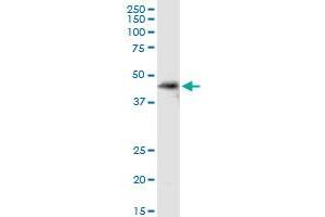 SDSL MaxPab rabbit polyclonal antibody. (SDSL anticorps  (AA 1-329))