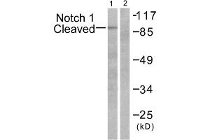 Western blot analysis of extracts from NIH/3T3 cells, treated with etoposide (25 μM, 1hour), using Notch 1 (cleaved-Val1744) antibody. (Notch1 anticorps  (Cleaved-Val1754, Internal Region))