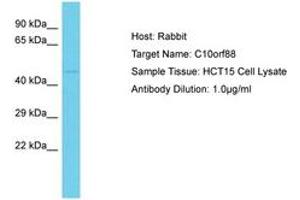 Image no. 1 for anti-Chromosome 10 Open Reading Frame 88 (C10orf88) (AA 330-379) antibody (ABIN6750548) (C10orf88 anticorps  (AA 330-379))
