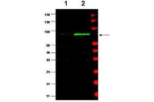 Western blot using  affinity purified Anti-MDM2 (Rabbit) is shown to detect a band (arrow) corresponding to mouse MDM2 protein present in mouse MEF cells (lane 2) but not human kidney HEK293 cells (lane 1).