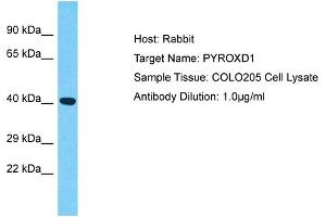 Host: Rabbit Target Name: PYROXD1 Sample Type: COLO205 Whole Cell lysates Antibody Dilution: 1. (PYROXD1 anticorps  (N-Term))