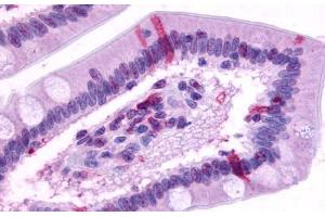 Anti-GPR39 antibody  ABIN1048815 IHC staining of human small intestine.