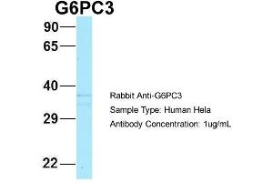 Host: Rabbit Target Name: G6PC3 Sample Type: Hela Antibody Dilution: 1. (G6PC3 anticorps  (N-Term))