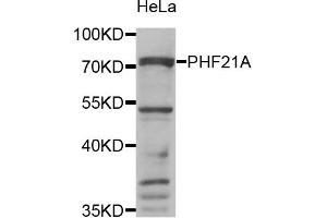 Western blot analysis of extracts of HeLa cells, using PHF21A antibody. (PHF21A anticorps)