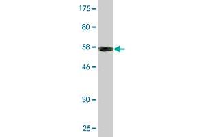Western Blot detection against Immunogen (55.