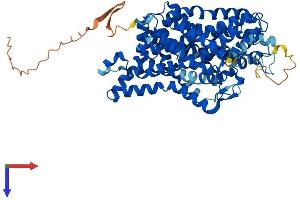 AlphaFold protein structure predicition of Human Recombinant SLC6A2 Protein, UniprotID P23975