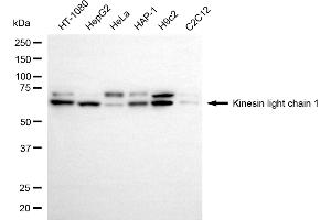 Western blotting analysis using kinesin light chain 1 antibody (ABIN7799210). (Recombinant KLC1 anticorps)