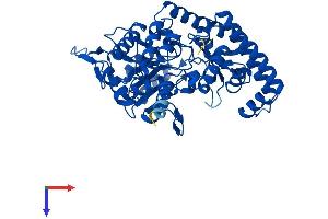 AlphaFold protein structure predicition of Mouse Recombinant Shmt1 Protein, UniprotID P50431
