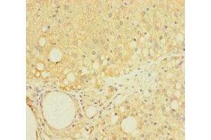 Immunohistochemistry of paraffin-embedded human adrenal gland tissue using ABIN7158796 at dilution of 1:100 (LAPTM5 anticorps  (AA 205-262))