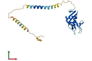 AlphaFold protein structure predicition of Human Recombinant KLRC1 Protein, UniprotID P26715
