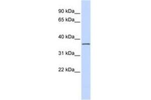 Image no. 1 for anti-Leucine Rich Repeat Containing 25 (LRRC25) (AA 36-85) antibody (ABIN6741186) (LRRC25 anticorps  (AA 36-85))
