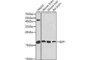 Western blot analysis of extracts of various cell lines using EDF1 Polyclonal Antibody at dilution of 1:1000.