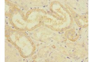 Immunohistochemistry of paraffin-embedded human kidney tissue using ABIN7149302 at dilution of 1:100 (CRLF2 anticorps  (AA 23-231))