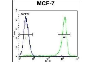 VEGF3 Antibody (N-term) (ABIN655891 and ABIN2845292) flow cytometric analysis of MCF-7 cells (right histogram) compared to a negative control cell (left histogram). (VEGFC anticorps  (N-Term))