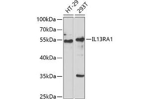 Western blot analysis of extracts of various cell lines, using IL13R antibody (ABIN6128084, ABIN6142309, ABIN6142310 and ABIN6222321) at 1:1000 dilution. (IL13 Receptor alpha 1 anticorps  (AA 22-343))