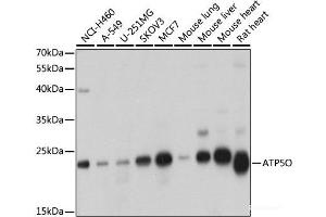Western blot analysis of extracts of various cell lines using ATP5O Polyclonal Antibody at dilution of 1:1000. (ATP5O anticorps)