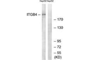 Western blot analysis of extracts from HepG2 cells, treated with PMA 125ng/ml 30', using Integrin beta4 (Ab-1510) Antibody. (Integrin beta 4 anticorps  (AA 1481-1530))