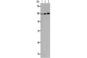 Western Blotting (WB) image for anti-Toll-Like Receptor 3 (TLR3) antibody (ABIN2427613) (TLR3 anticorps)