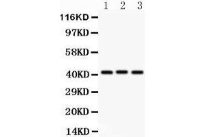 Anti- GATA5 antibody, Western blotting All lanes: Anti GATA5  at 0. (GATA5 anticorps  (AA 1-397))