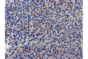 Immunohistochemical staining of paraffin-embedded Human pancreas tissue using anti-LPL mouse monoclonal antibody. (Lipoprotein Lipase anticorps  (AA 28-475))