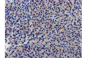 Immunohistochemical staining of paraffin-embedded Human pancreas tissue using anti-LPL mouse monoclonal antibody.