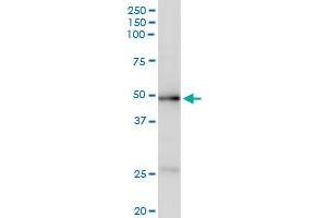 Immunoprecipitation of ACADM transfected lysate using anti-ACADM MaxPab rabbit polyclonal antibody and Protein A Magnetic Bead , and immunoblotted with ACADM purified MaxPab mouse polyclonal antibody (B01P) . (Medium-Chain Specific Acyl-CoA Dehydrogenase, Mitochondrial (MCAD) (AA 1-421) anticorps)
