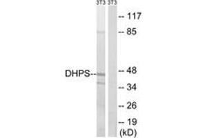 Western blot analysis of extracts from NIH-3T3 cells, using DHPS Antibody. (DHPS anticorps  (AA 51-100))