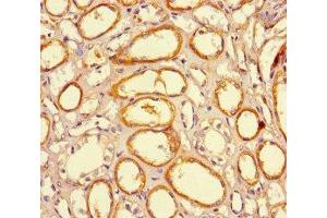 Immunohistochemistry of paraffin-embedded human kidney tissue using ABIN7165672 at dilution of 1:100 (JARID2 anticorps  (AA 1-159))