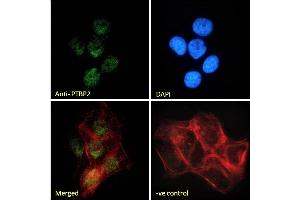 (ABIN238583) Immunofluorescence analysis of paraformaldehyde fixed A431 cells, permeabilized with 0. (PTBP2 anticorps  (Internal Region))