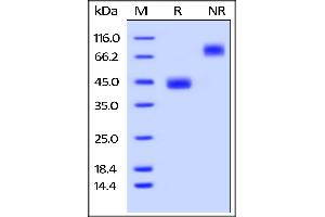 Mouse BAFFR, Fc Tag on  under reducing (R) and ing (NR) conditions.