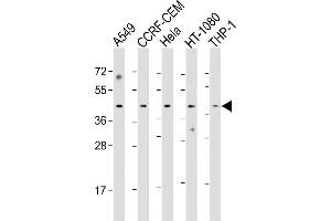 All lanes : Anti-Z Antibody (Center) at 1:1000 dilution Lane 1: A549 whole cell lysate Lane 2: CCRF-CEM whole cell lysate Lane 3: Hela whole cell lysate Lane 4: HT-1080 whole cell lysate Lane 5: THP-1 whole cell lysate Lysates/proteins at 20 μg per lane. (MAZ anticorps  (AA 295-327))