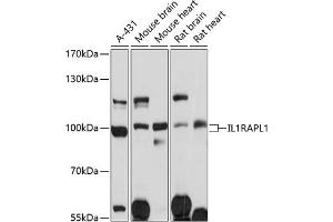 Western blot analysis of extracts of various cell lines, using IL1R antibody (ABIN1680448, ABIN3017765, ABIN3017766 and ABIN6220239) at 1:3000 dilution. (IL1RAPL1 anticorps  (AA 130-210))