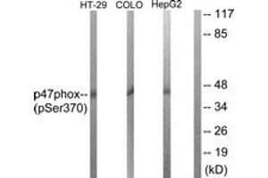 Western Blotting (WB) image for anti-Neutrophil Cytosol Factor 1 (NCF1) (AA 341-390), (pSer370) antibody (ABIN482334) (NCF1 anticorps  (pSer370))