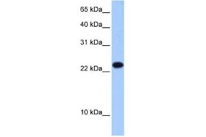EIF4E3 antibody used at 0.